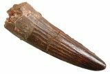 Juvenile Fossil Spinosaurus Tooth - Real Dinosaur Tooth #354818-1